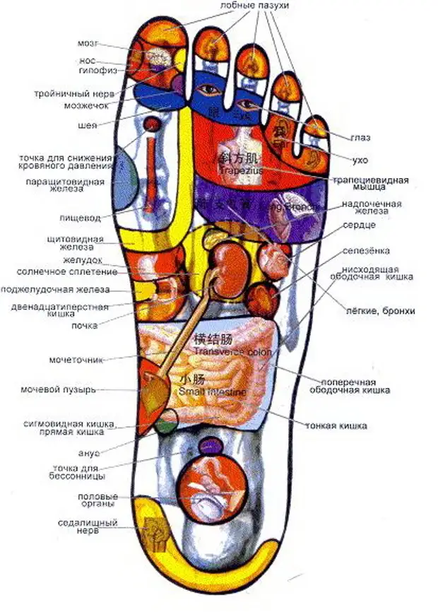 Акупунктурные точки на стопе человека схема расположения фото