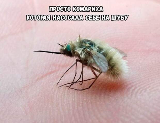 Какое лето такие и комары ) Какое лето такие и комары )