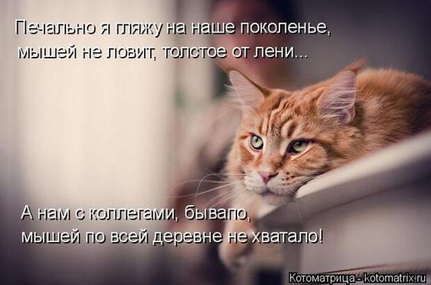 Лучшие котоматрицы недели
