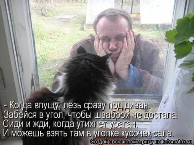 Котоматрицы (картинки с надписями)