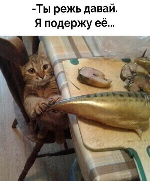 Самые смешные свежие картинки с надписями (четверг)