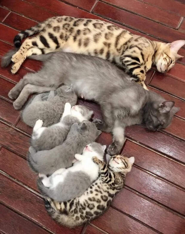 Милые и забавные животные, которые заряжают позитивом