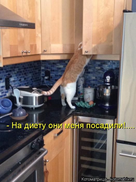 Котоматрицы(картинки с надписями)