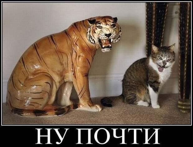 Смешные фото приколы и мемы с котами и кошками Смешные фото приколы и мемы с котами и кошками животные, коты, прикол, юмор