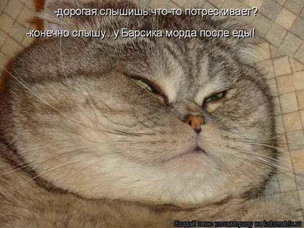 Лучшие котоматрицы недели