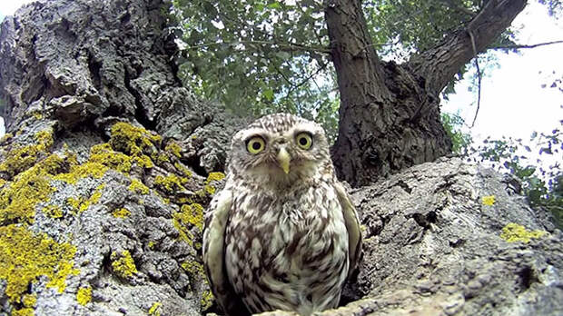 owl1