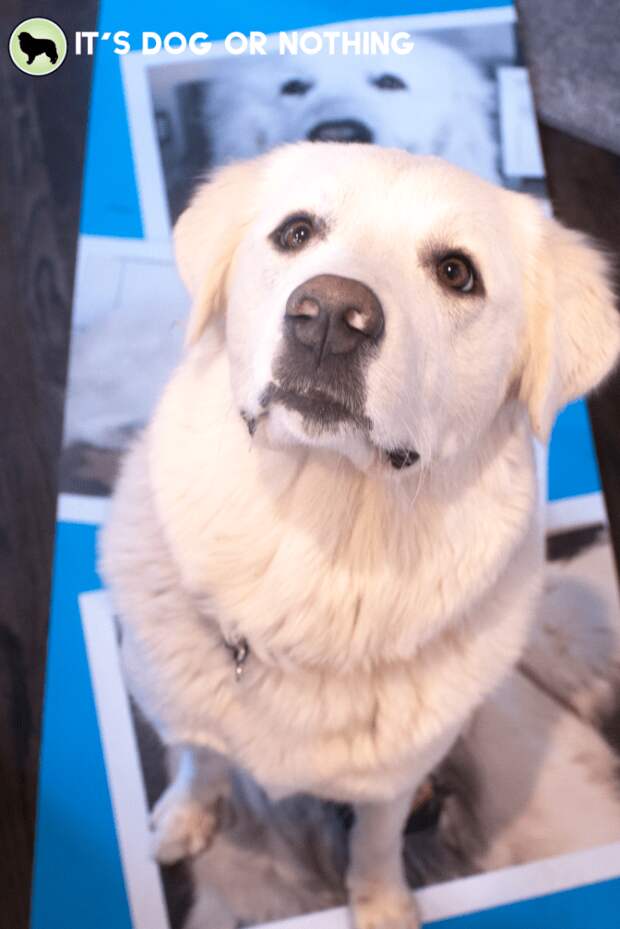 Do you wish you could keep your pet with you during your favorite yoga class? Turns out, you can!