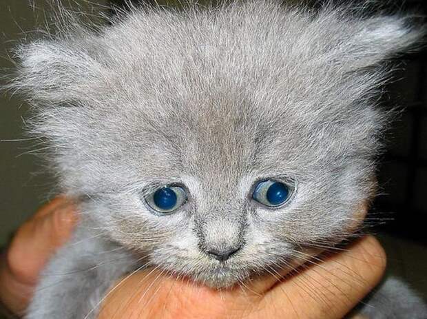 Забавные котята