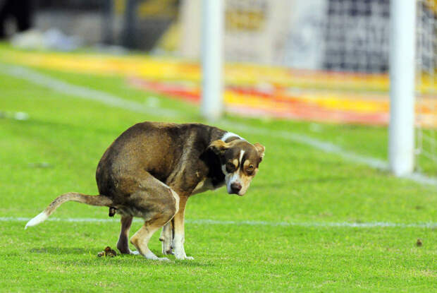 Собака на поле во время матча «Росарио Сентраль» и «Ривер Плейта», 16 февраля 2014 года
