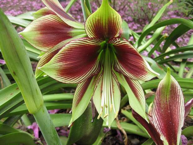 Комнатный цветок Hippeastrum: уход в домашних условиях