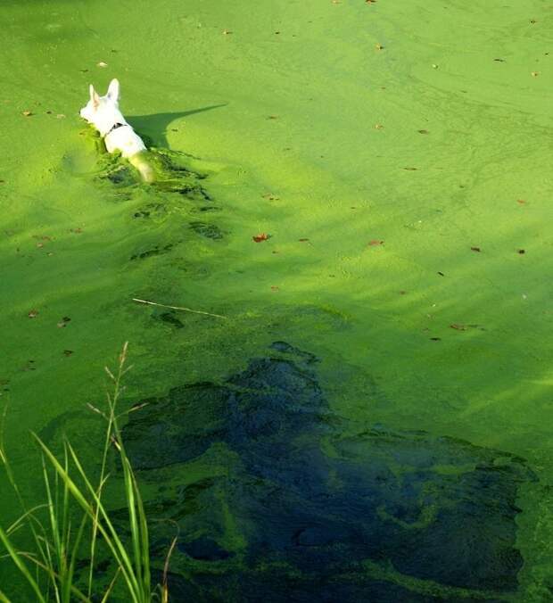 Блог - Почему ни в коем случае нельзя купаться в водоемах с избытком водорослей Почему ни в коем случае нельзя купаться в водоемах с избытком водорослей