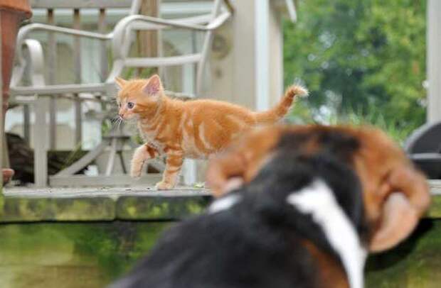 Watching over her kitty