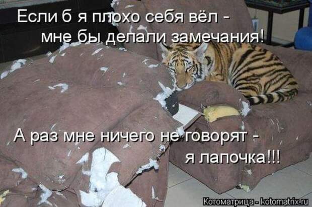 Котоматрицы(картинки с надписями)