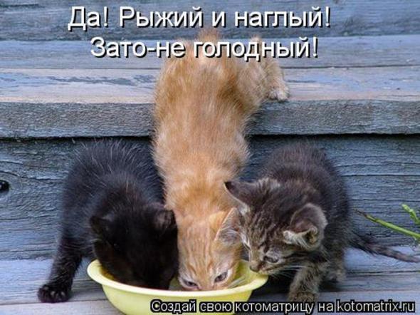 Котоматрицы(картинки с надписями)