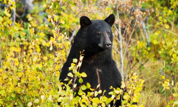 Медведь спас заблудившегося 3-летнего ребёнка 