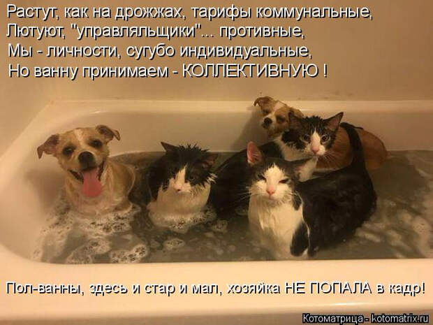 kotomatritsa_t- (700x525, 319Kb)