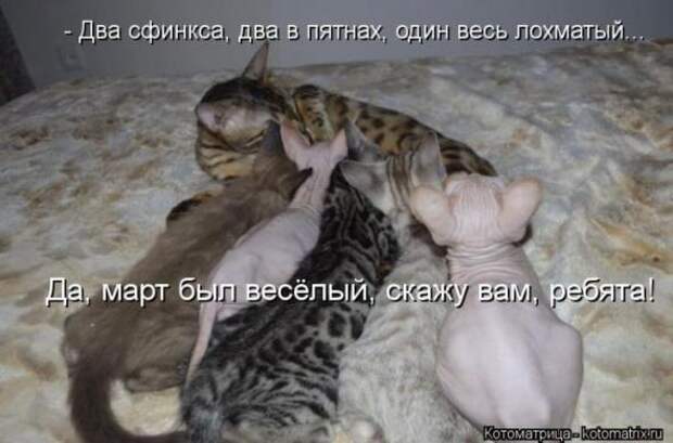 Котоматрицы (картинки с надписями)