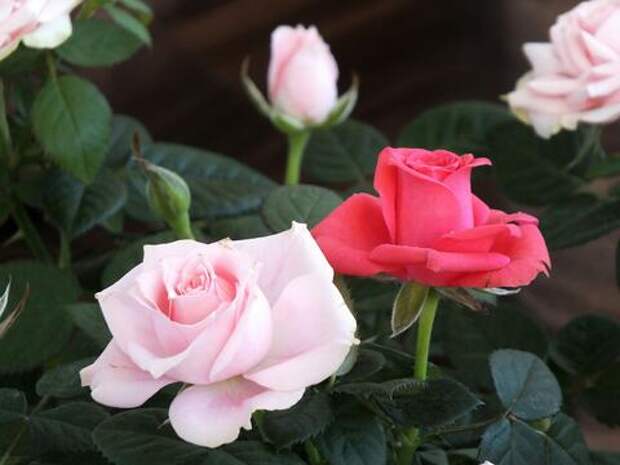 Власти Кубани направят ₽7 млн на празднование 8 марта. На что пойдут эти деньги