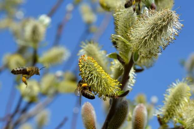 pussy-willow-spring-bees-pasture-47311