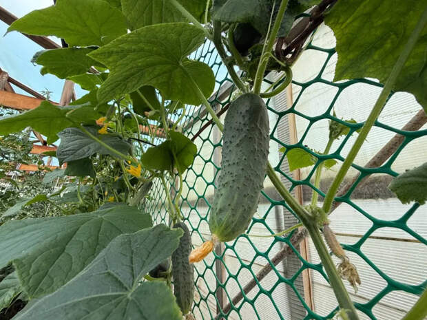 Забудьте про теплицу: эти 3 сорта огурцов сожрут ваших соседей и попрут дальше