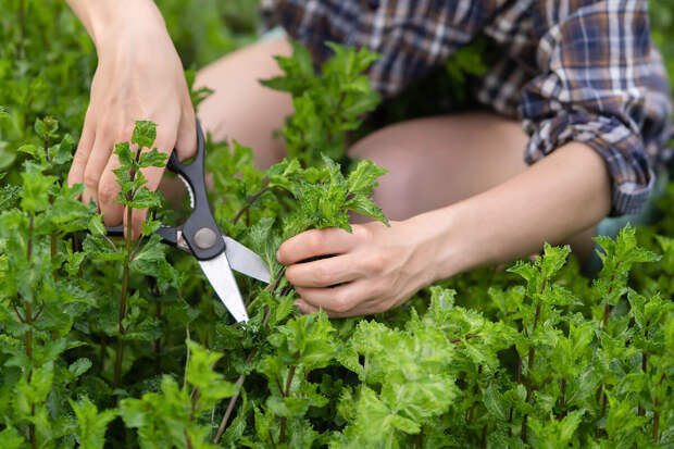 Nutrients: комбинация мяты, эвкалипта и чили снижает воспаление в организме