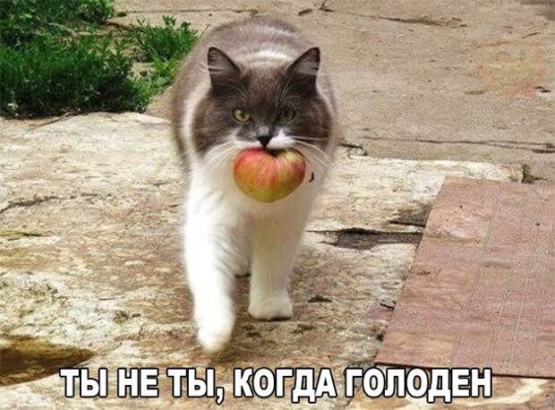 Смешные фото приколы и мемы с котами и кошками Смешные фото приколы и мемы с котами и кошками животные, коты, прикол, юмор