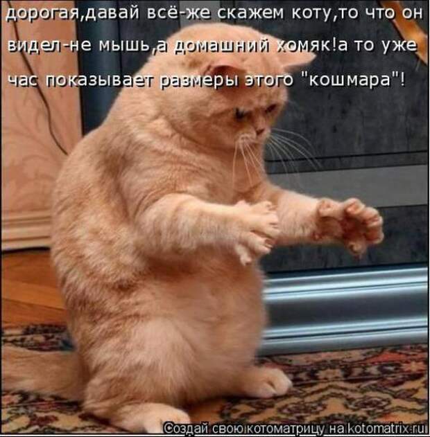 Котоматрицы (картинки с надписями)