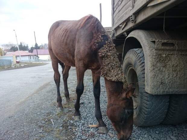 На Урале в центре города жители нашли бездомного коня животные, история, факты