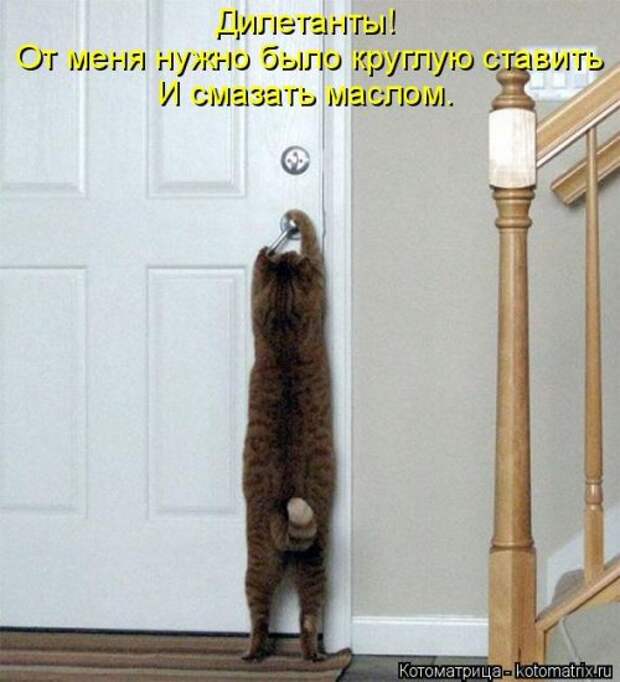Свежая котоматрица для всех (38 фото)