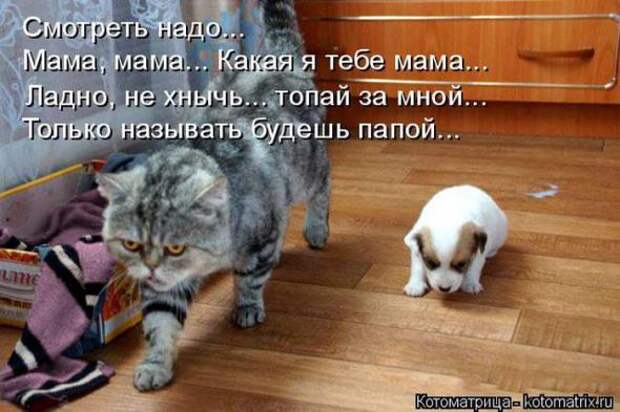 Котоматрицы (картинки с надписями)