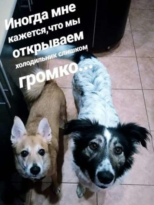 Забавные картинки и смешные фотографии с надписями из сети (12 фото)