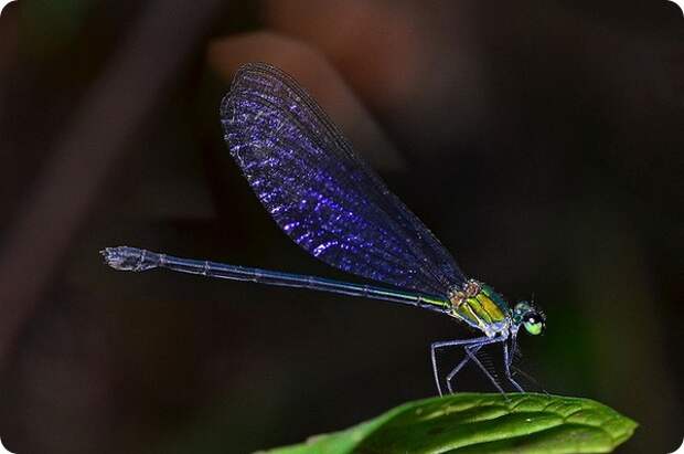 Равнокрылая стрекоза Vestalis amethystina