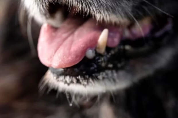 Ветеринар Шеляков ответил, как отучить собаку выть в отсутствие хозяина