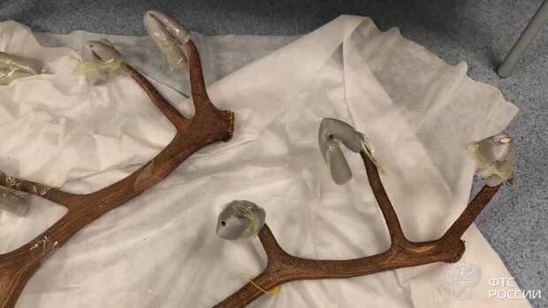 Рога и черепа благородного оленя обнаружили у иностранца таможенники во Внуково