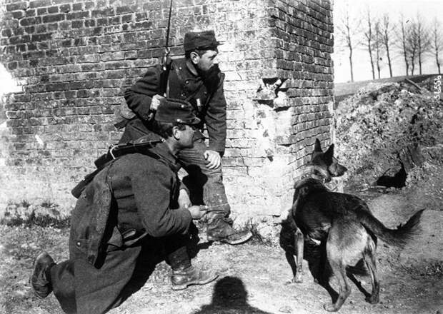 Собака ищет раненых солдат, 1915