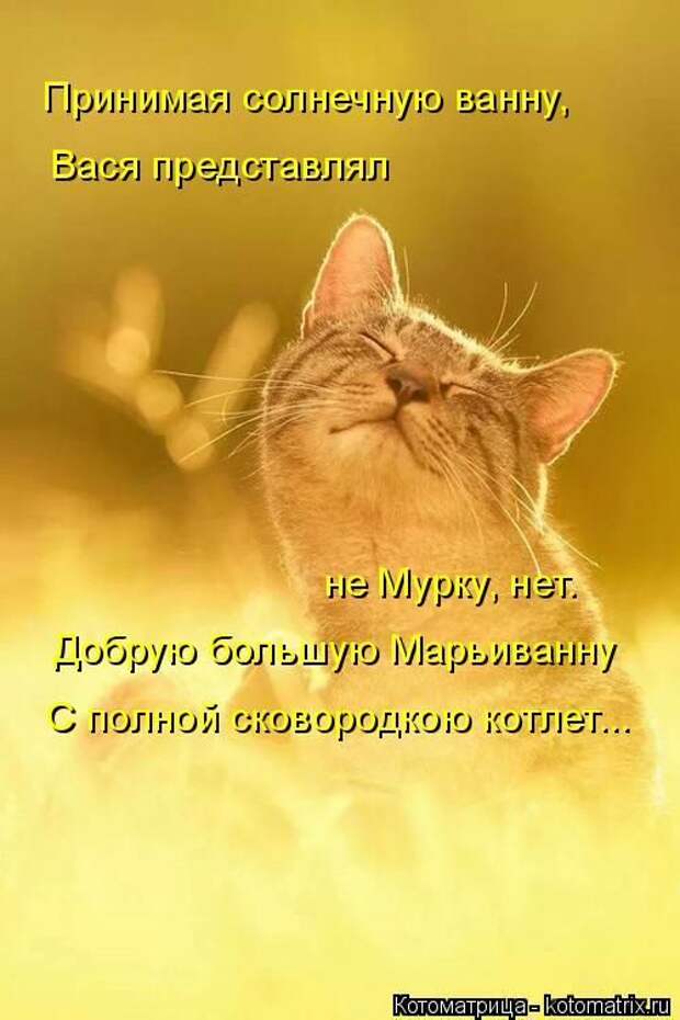 Лучшие котоматрицы недели (50 фото) Лучшие котоматрицы недели