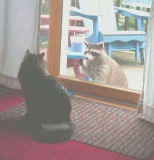 КОТОприколы (22 шт)