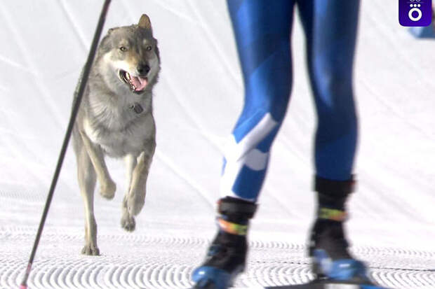 Собака выбежала на трассу во время квалификации командного спринта лыжниц на ОИ