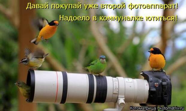 Котоматрицы(картинки с надписями)