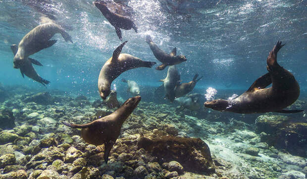 Путешествие на Галапагосские острова Галапагос, животные, интересное, фото