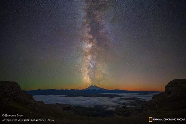 Лучшие фотографии дикой природы России