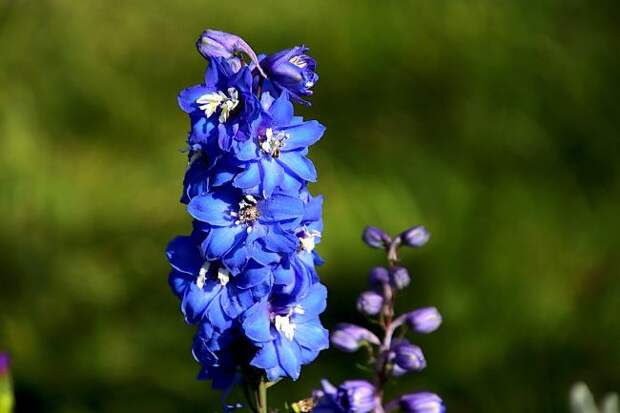 Фото синие цветы Дельфиниума