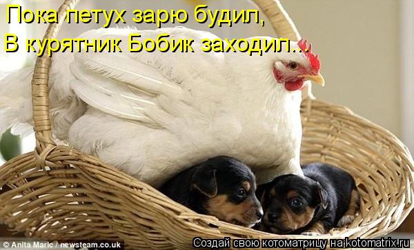 Пока петух зарю будил, В курятник Бобик заходил...