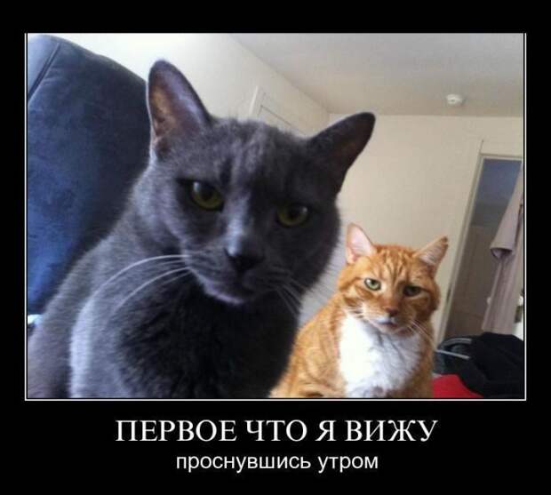 Демотиваторы