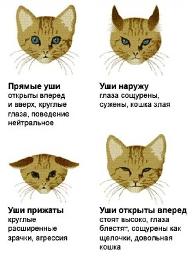 Поведение кошки перед. Язык тела кошек. Поведение кошек. Положение ушек у кошки. Положение ушей у кошек.