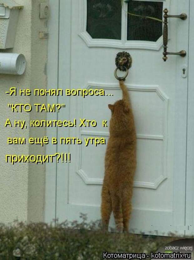 Новая котоматрица (30 фото)