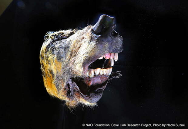 В Якутии в вечной мерзлоте нашли голову плейстоценового волка. Сохранился даже мозг