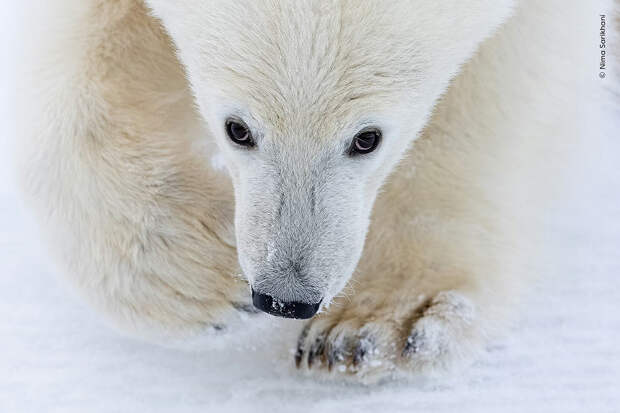 Фотограф дикой природы года 2026