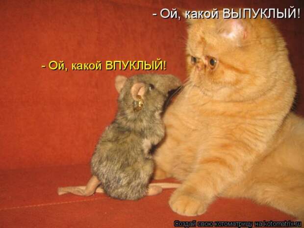 Лучшие котоматрицы недели (50 фото)