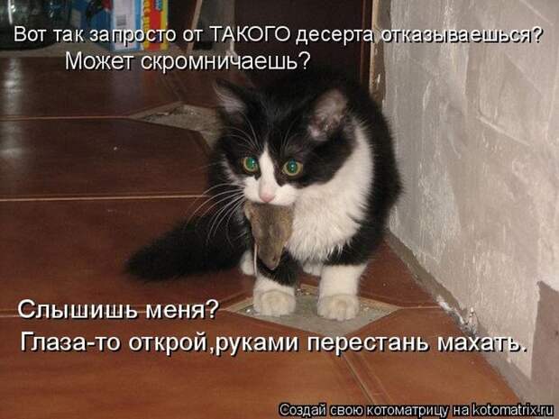 Лучшие котоматрицы недели